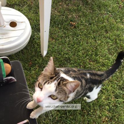 Photo 1/1 Milla Chat lost in Sainte eulalie