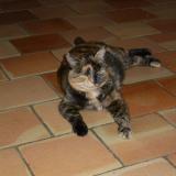 Picture of cat lost at Boisredon