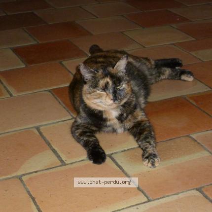 Photo 1/1 Choupette Chat lost in Boisredon