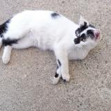 Picture of cat lost at Froidfond