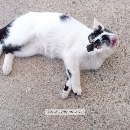 Photo 1/1 Bianca Chat lost in Froidfond