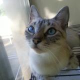 Picture of cat lost at Beaune