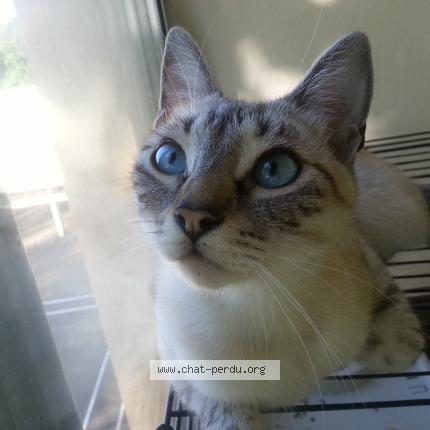 Photo 1/1 Yoona Chat lost in Beaune