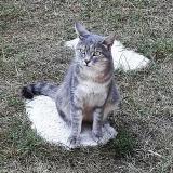 Picture of cat lost at Le Mans