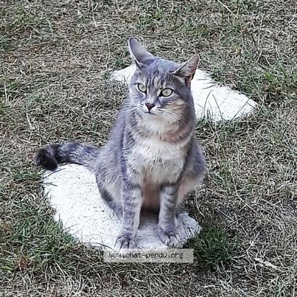 Photo 1/1 Misty Chat lost in Le mans