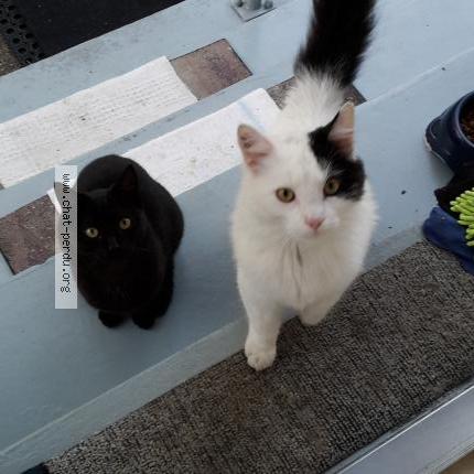 Photo 1/1 flocon Chat lost in Schiltigheim