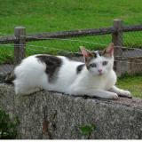 Picture of cat lost at Giberville
