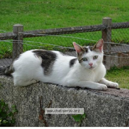 Photo 1/1 X Chat lost in Giberville