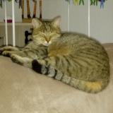 Picture of cat lost at Vezet