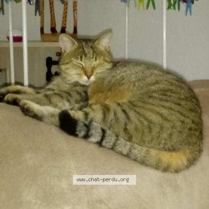 Photo 1/1 Gloubie Chat lost in Vezet