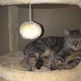 Picture of cat lost at Saint Thibaud De Couz