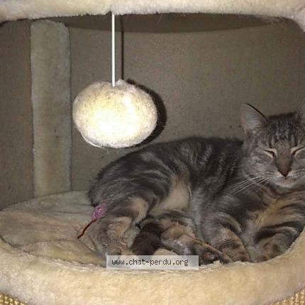 Photo 1/1 KIARA Chat lost in Saint thibaud de couz