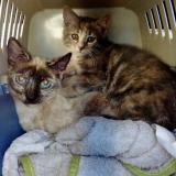 Picture of cat lost at Saint Thibaud De Couz