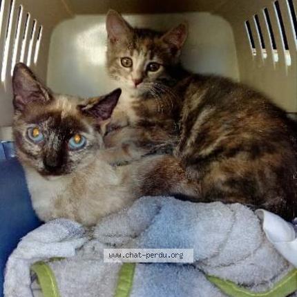 Photo 1/1 POP'S Chat lost in Saint thibaud de couz