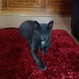 Picture of cat lost at Valleiry