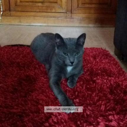 Photo 1/1 GRIZZLY Chat lost in Valleiry