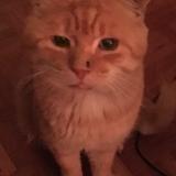 Picture of cat lost at Courtemaiche