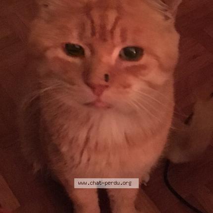 Photo 1/1 Mister Abigood Chat lost in Courtemaiche