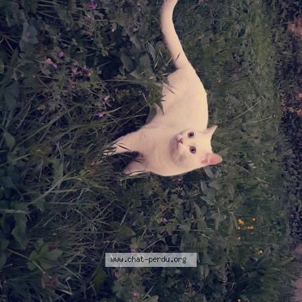 Photo 1/1 Kira Chat lost in Saint pierre la noaille