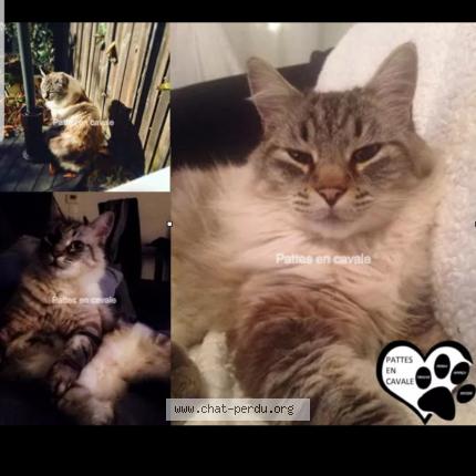 Photo 1/1 Sweety Chat lost in Saint jean