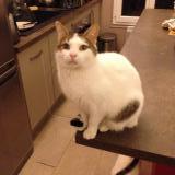 Picture of cat lost at Talmont Saint Hilaire