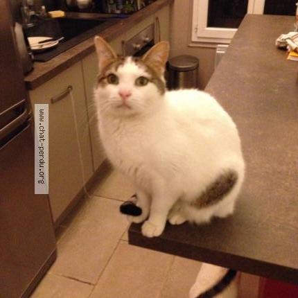 Photo 1/1 BIANCA Chat lost in Talmont saint hilaire