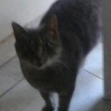 Picture of cat lost at Castelnau Le Lez