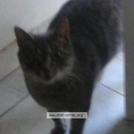 Photo 1/1 Joyeux Chat lost in Castelnau le lez