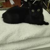 Picture of cat lost at Narbonne