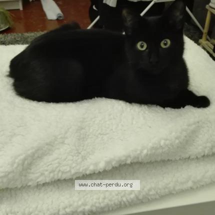 Photo 1/1 Pumpkin Chat lost in Narbonne