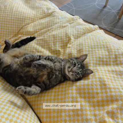 Photo 1/1 IAME Chat lost in Saint aubin sur mer