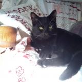 Picture of cat lost at Toulon