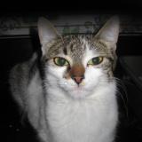 Picture of cat lost at Jacob Bellecombette