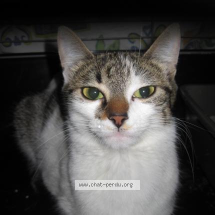 Photo 1/1 MAIA Chat lost in Jacob bellecombette