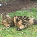 Picture of cat lost at Taverny