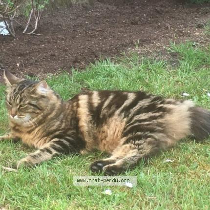 Photo 1/3 MINA Chat lost in Taverny