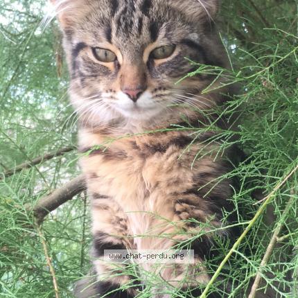 Photo 2/3 MINA Chat lost in Taverny