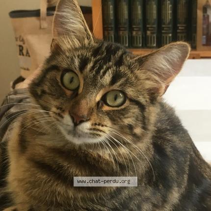 Photo 3/3 MINA Chat lost in Taverny