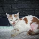 Picture of cat lost at Jacob Bellecombette