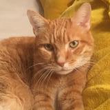 Picture of cat lost at Maison Dieu