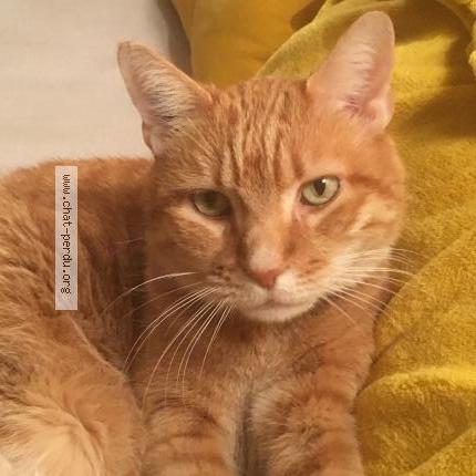 Photo 1/1 Bingo Chat lost in Maison dieu