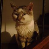 Picture of cat lost at Magnat L Etrange