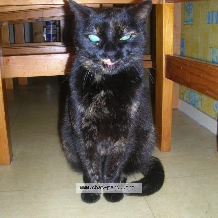 Photo 1/1 Lili Chat lost in Fontenay sous bois