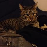 Picture of cat lost at Monchy Humieres