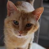 Picture of cat lost at Mantes La Ville