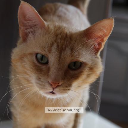 Photo 1/1 Mimi Chat lost in Mantes la ville