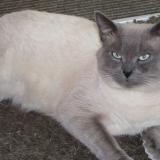 Picture of cat lost at Pont Pean