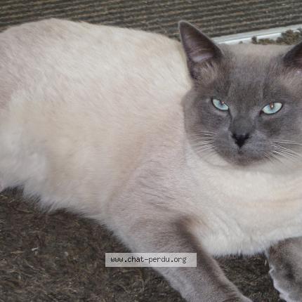 Photo 1/1 Gluglu Chat lost in Pont pean