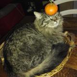 Picture of cat lost at Fos Sur Mer