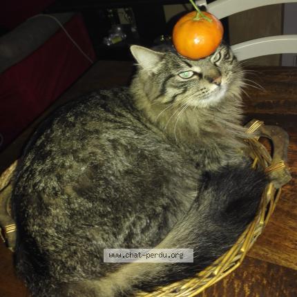 Photo 1/1 Windows Chat lost in Fos sur mer